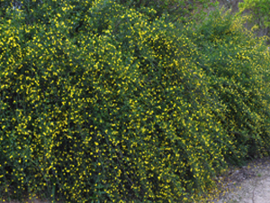 Vivers Càrex - Jasminum fruticans 